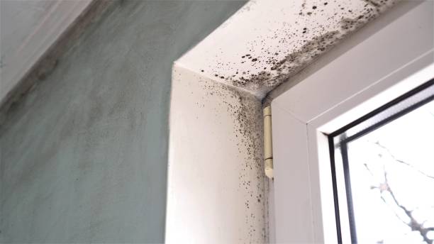 Best Mold Cleaning Services  in Tanque Verde, AZ