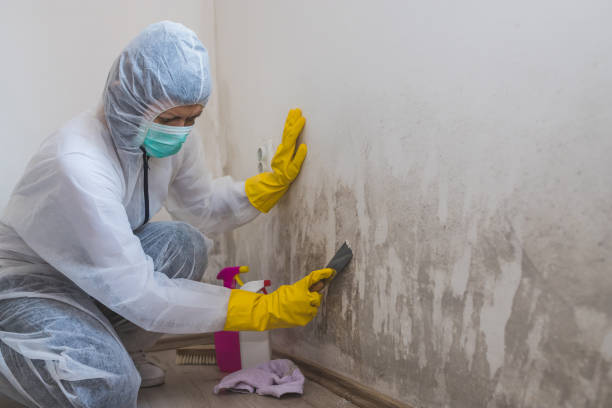 Best Commercial Mold Removal  in Tanque Verde, AZ