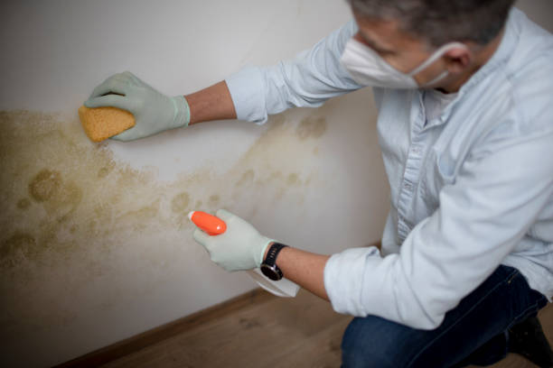 Best Toxic Mold Removal  in Tanque Verde, AZ