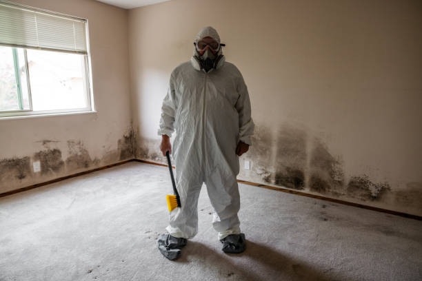 Best Local Mold Removal Service  in Tanque Verde, AZ